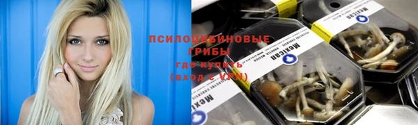 ПСИЛОЦИБИНОВЫЕ ГРИБЫ Горно-Алтайск