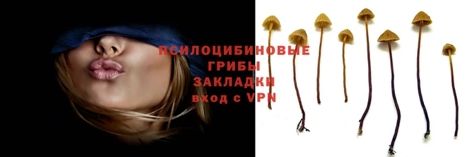 ПСИЛОЦИБИНОВЫЕ ГРИБЫ Горно-Алтайск